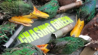 FLOODED RIVER Duck Hunting!! (MALLARDS showed up!!)