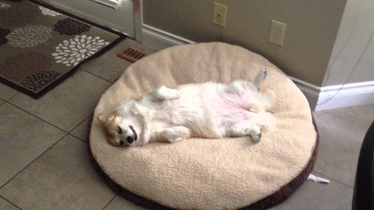 Image result for corgi bed