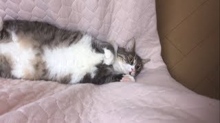 ハンモックとして何度も乗る猫 ノルウェージャンフォレストキャットcat on a hammock.Norwegian Forest Cat.
