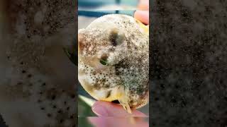 Puffer Fish Don't Eat 😨 #shorts