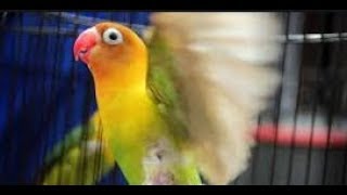 Lovebird gagap pancing dengan lovebird ini di 1 menit pertama akan nyaut ngekek