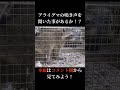 アライグマの鳴き声を聞いた事があるか?!