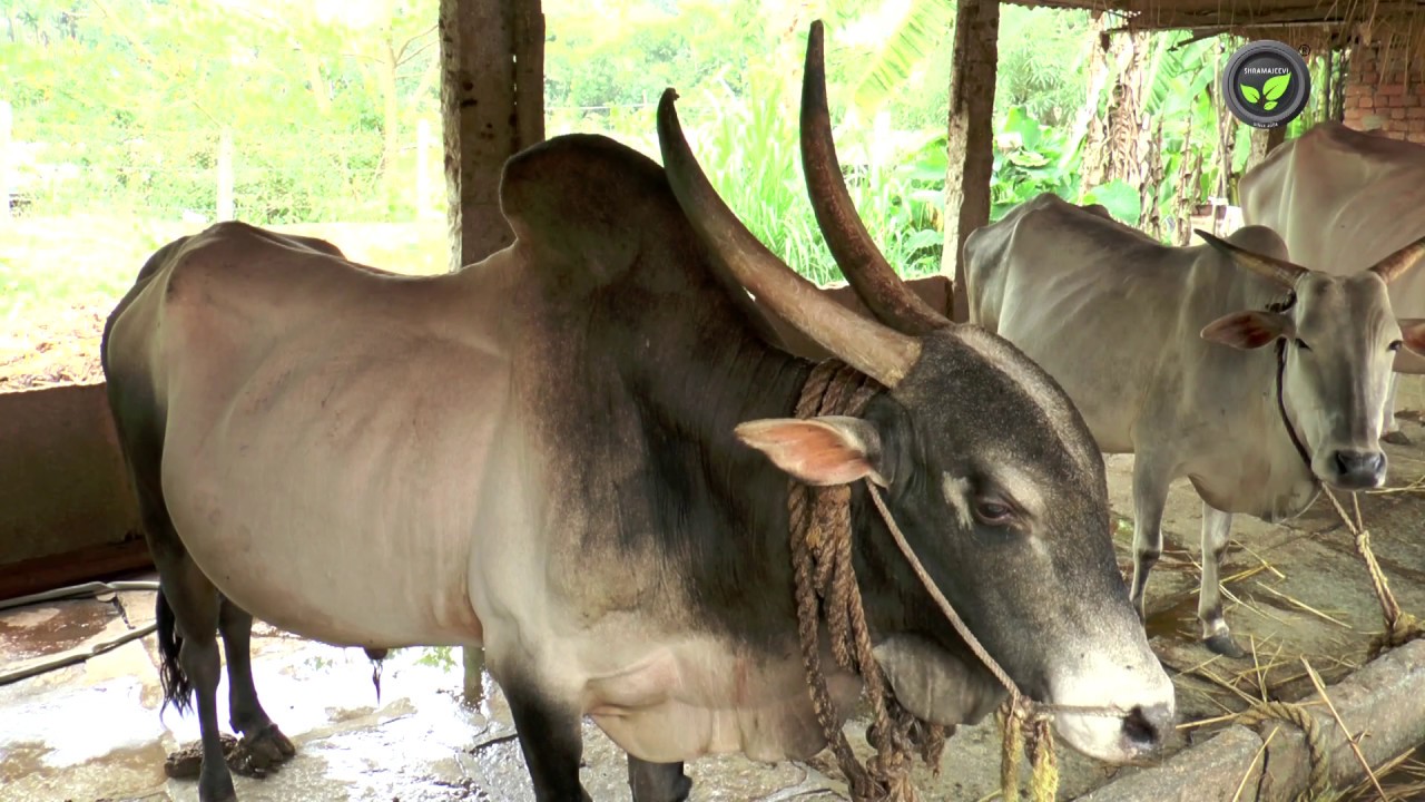 Indian Desi Cow Breed Amrit Mahal