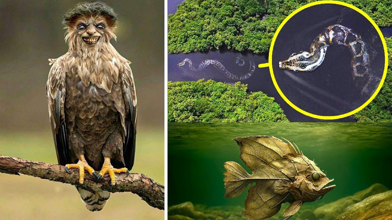 10 Strangest Creatures That Live In The Amazon River - YouTube