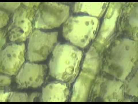 Движение хлоропластов в клетках растения