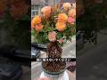 バラを普通に植えないで！ペットボトルで作る美しい根上がりバラ