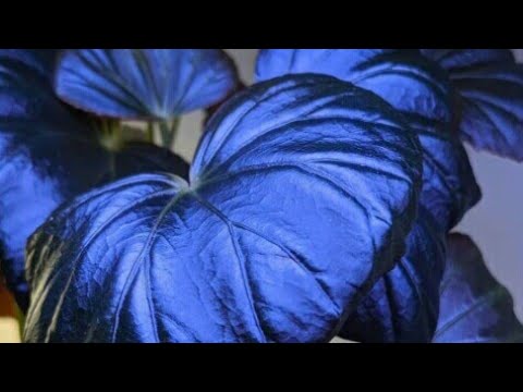 Vídeo: Begônia: o berço da planta. Begônia: variedades, fotos