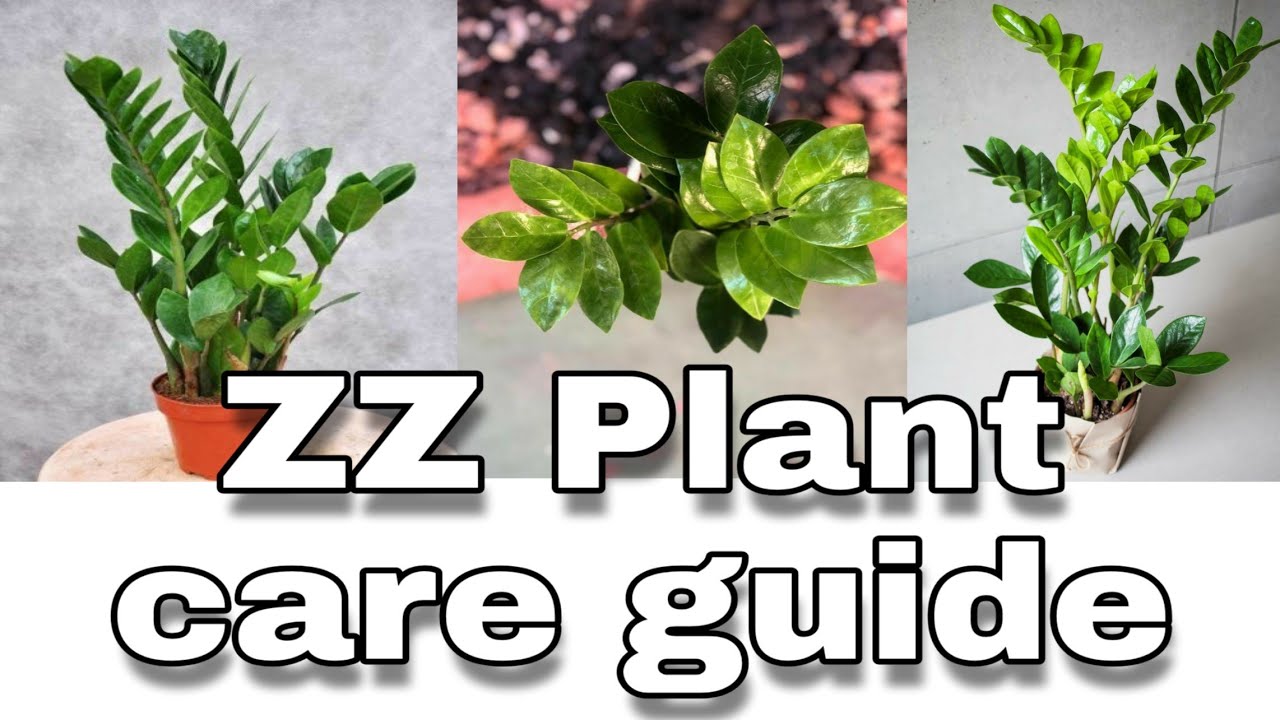 ZZ Plant Zamioculcas Zamiifolia care repoting In Hindi ZZ Plant Zamioculcas Zamiifolia care repoting In Hindi