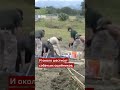 В приюте для собак в Калифорнии нашли более ста мертвых животных #животные