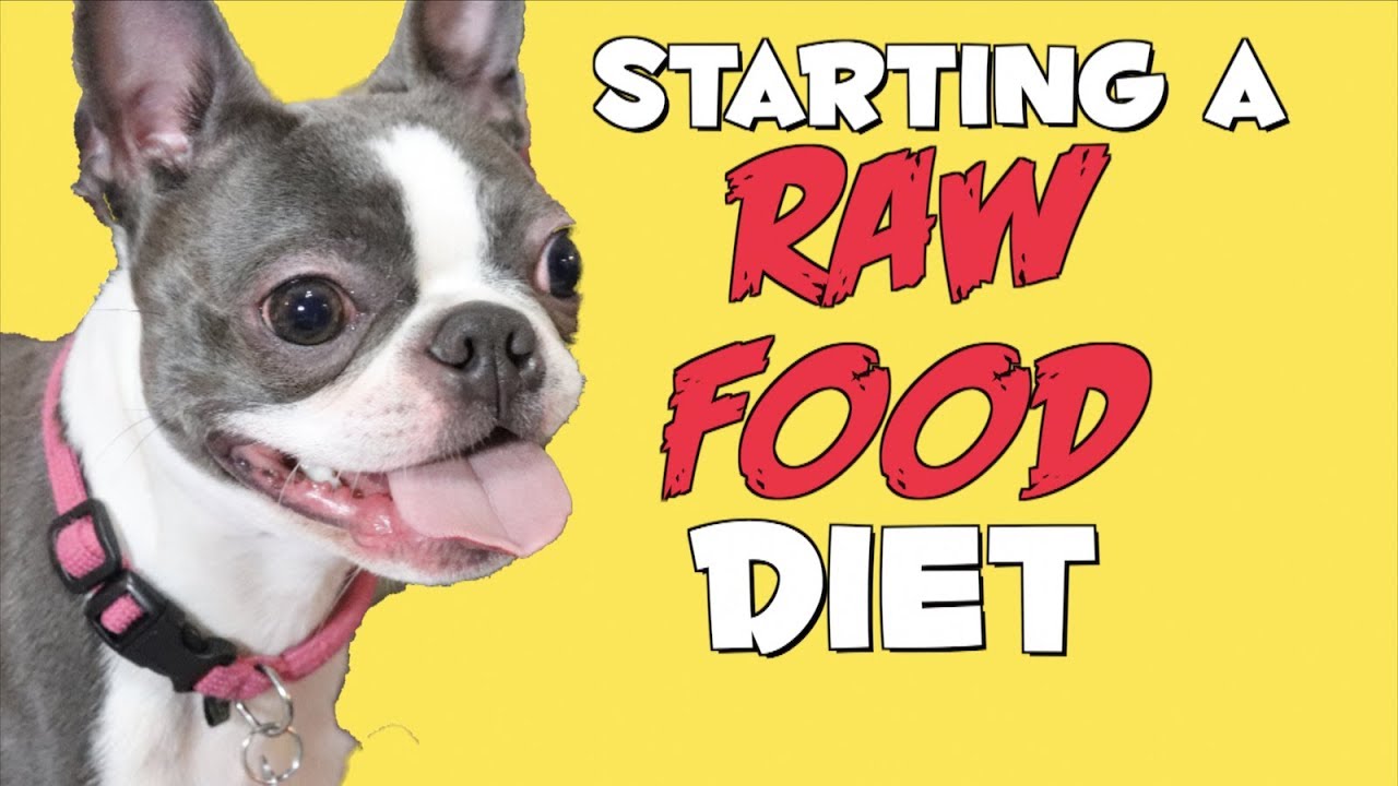 Starting a RAW FOOD diet for my Boston Terrier Puppy YouTube