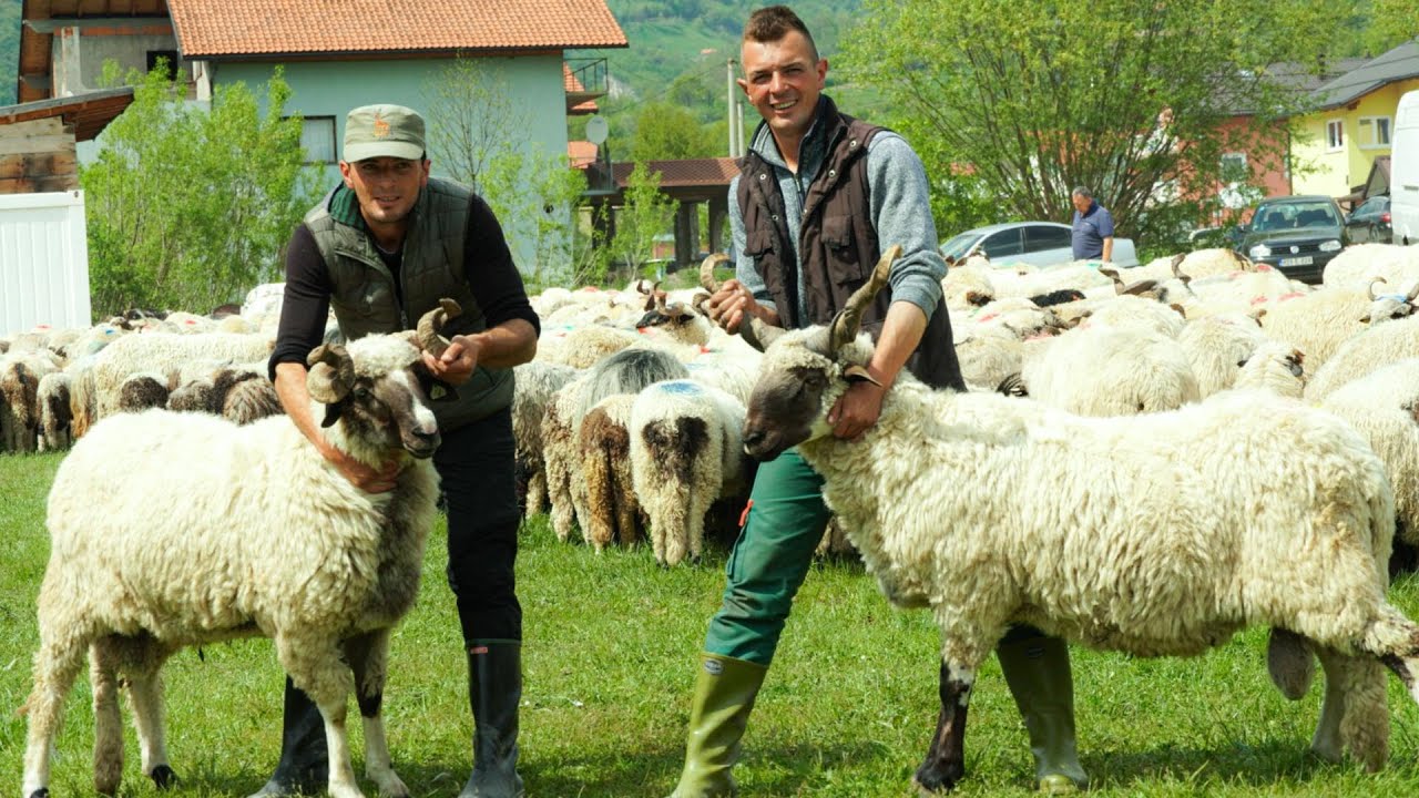 BRAĆA KADRIĆ I EKIPA SA 1500 0VACA ZAPUTILA SE U GLAMOČ