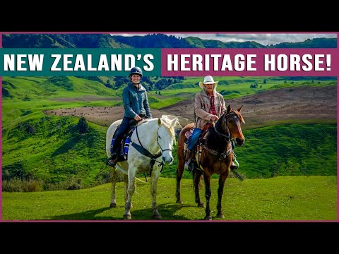 kaimanawa horse tour 2023