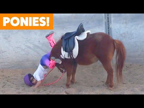 funniest-and-cutest-ponies-|-funny-pet-videos