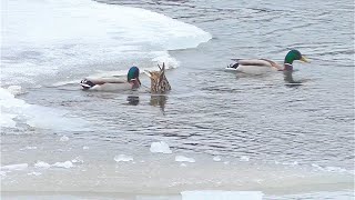 Наконец-То Утки Прилетели На Крайний Север. Скоро Откроется Охота На Водоплавающую Птицу. Пижма.