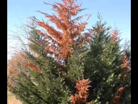 Video: Leyland Cypress Care - Lub Tswv Yim Rau Kev Loj Hlob Ib tsob ntoo Leyland Cypress