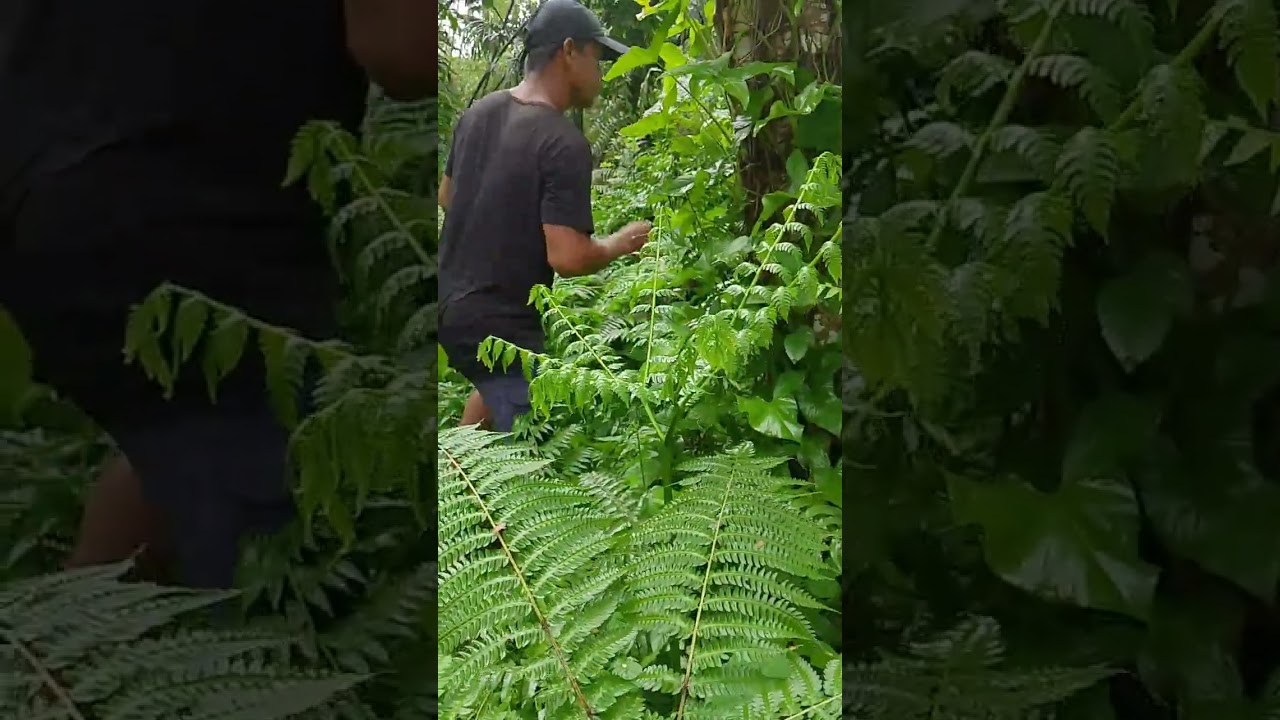 Maraming Pako mga idol ☺️