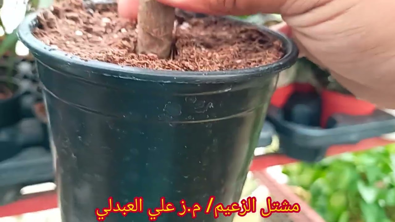 مصادر انتاج النباتات الظلية المتوفرة في مشاتل العراق