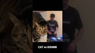 Когда кот фанат #kshmr #djperetse #music #mixshow #radiorecord #dance #recordmegamix #mashup