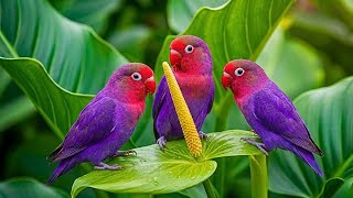 Morning Birds & Relaxing Piano ☕ Cozy Nature Sounds for Work and Study screenshot 5