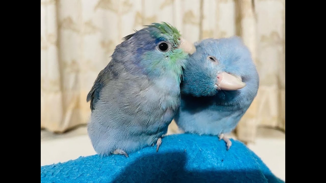 Photo inspiration: Parrotlet Molt Duration Varies Reference: Pacific Parrotlets 太平洋鸚鵡萌寵 分享浪浪走失飼養生活點滴記錄