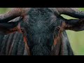 WILD SERENGETI | Battle for Survival in Predator Territory I MEGA EPISODE I Wildlife Documentary