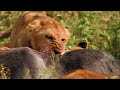 WILD SERENGETI | Battle for Survival in Predator Territory I MEGA EPISODE I Wildlife Documentary