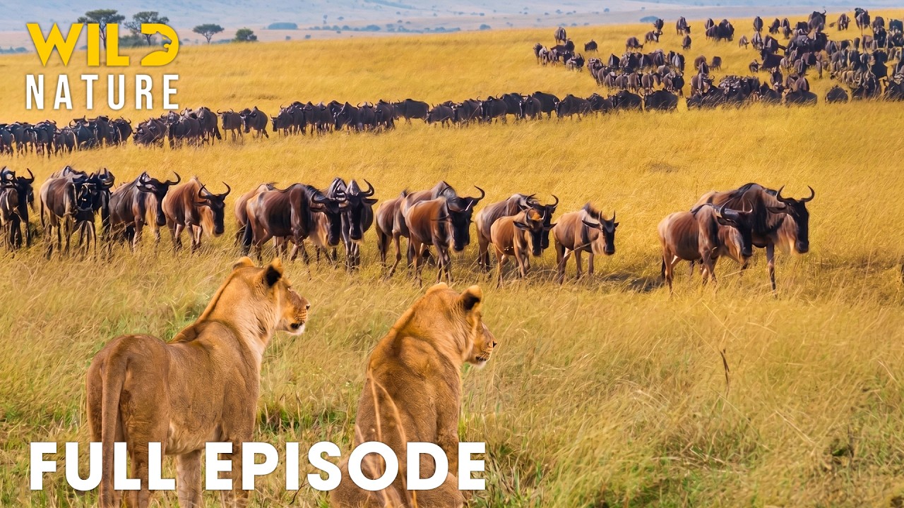 WILD SERENGETI | Battle for Survival in Predator Territory I MEGA EPISODE I Wild Animals
