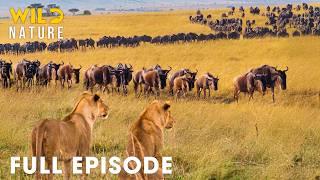 WILD SERENGETI | Battle for Survival in Predator Territory I MEGA EPISODE I Wild Animals