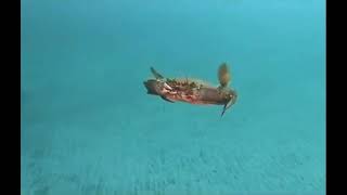 Crab Takes Flight