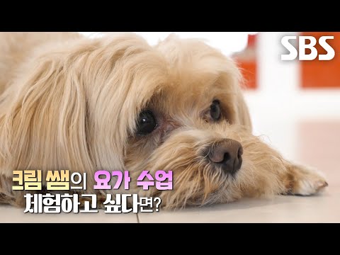 [6월 28일 예고] ‘코어 마스터’ 크림이, 요가 학원 특별 지도하며 남다른 실력 발휘↗
