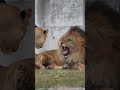 【のんほいパークライオン】子育て中は、パパだって寝てられない😳Dad can't sleep either.💤#shorts #lion #baby