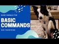 Teaching Basic Commands and Hand Signals to my Border Collie