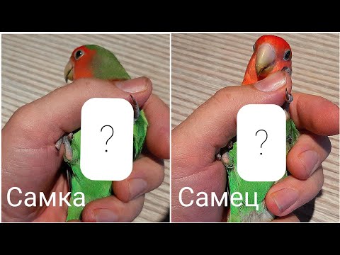 Как определить пол попугая неразлучника? Неразлучники как отличить самку от самца? О неразлучниках