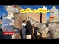 انمغصت قمرا لحقنا عليها الحمدلله بتال بغى يحرق المربط انمغصت قمرا لحقنا عليها الحمدلله بتال بغى يحرق المربط