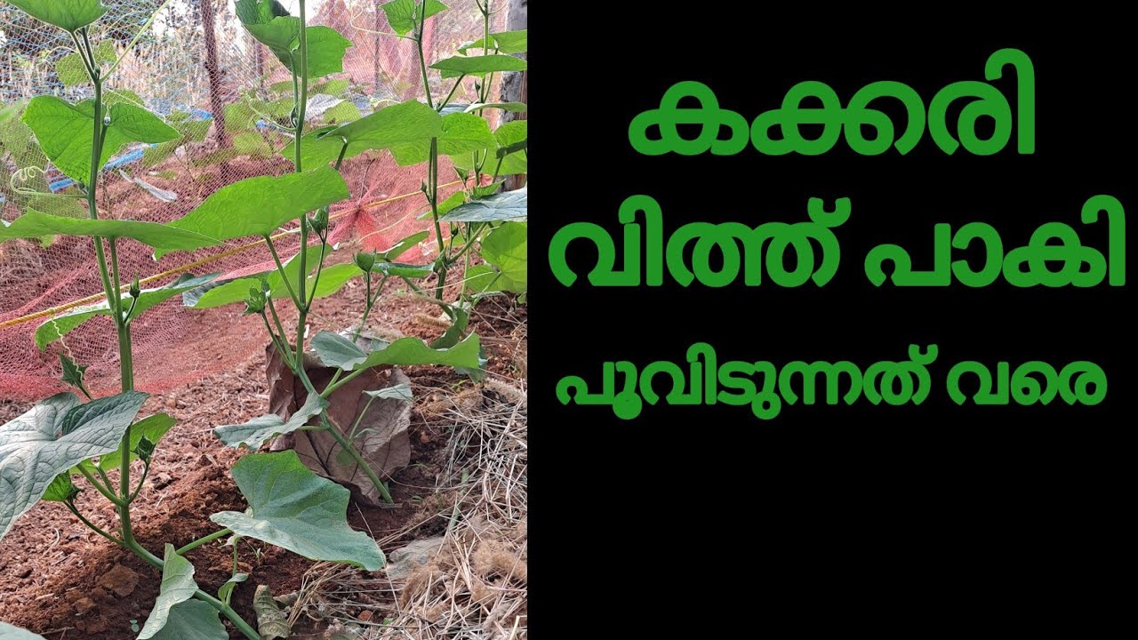 കക്കരി കൃഷി//cucumber farming//#cucumber