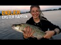 Dieser KÖDER fängt einfach ALLES | RAPFEN + ZANDER  im SOMMER an der ELBE | KURZTRIP nach Feierabend