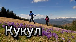 Похід в Карпати. Мальовничий Кукул з крокусами. Маршрут для новачків.