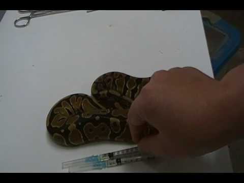injured snake Part 1 of 3