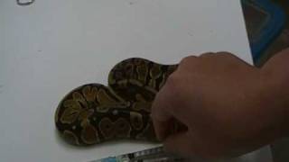 injured snake Part 1 of 3