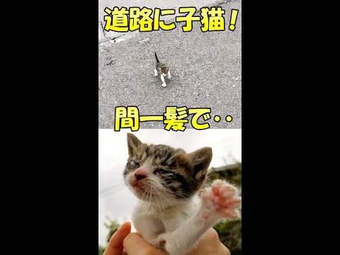 車の運転中カーブを曲がったら目の前に子猫が！間一髪で回避しすぐに保護しました！#Shorts #子猫保護