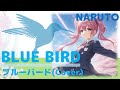 きりたんによるブルーバード♪(ナルト主題歌 / いきものがかりCover) | kawaii ∞