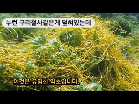 토사자의효능#####