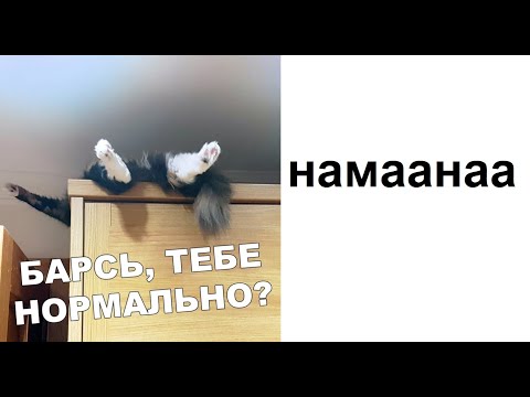 Лютые приколы. ЛЮТЫЙ КОТЭ