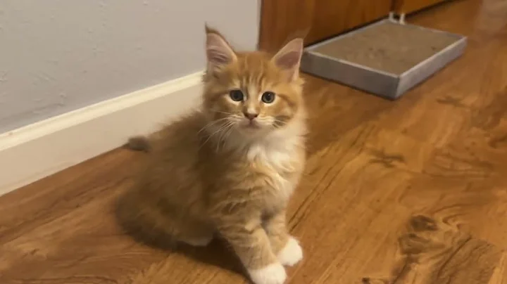 Watch the video about (8 week old ) Maine Coon Kittens, Ana and Kleo's kittens, Red Tabby, Black Smoke, Calico, Tux kitten