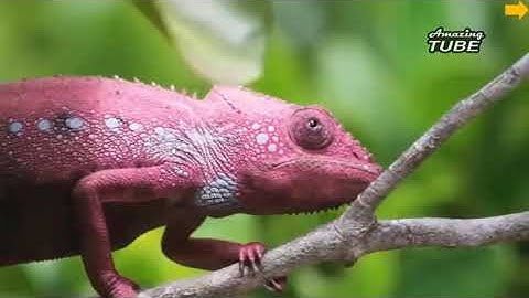 TIẾNG VIỆT LỚP 1-BÀI 2- Ă  ĂC - CHÂN TRỜI SÁNG TẠO - DẠY HỌC TRỰC TUYẾN TV