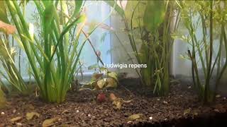 NEW Walstad Method Planted Aquarium - Setup to 2 Weeks old - No fertilizer, filter, or CO2