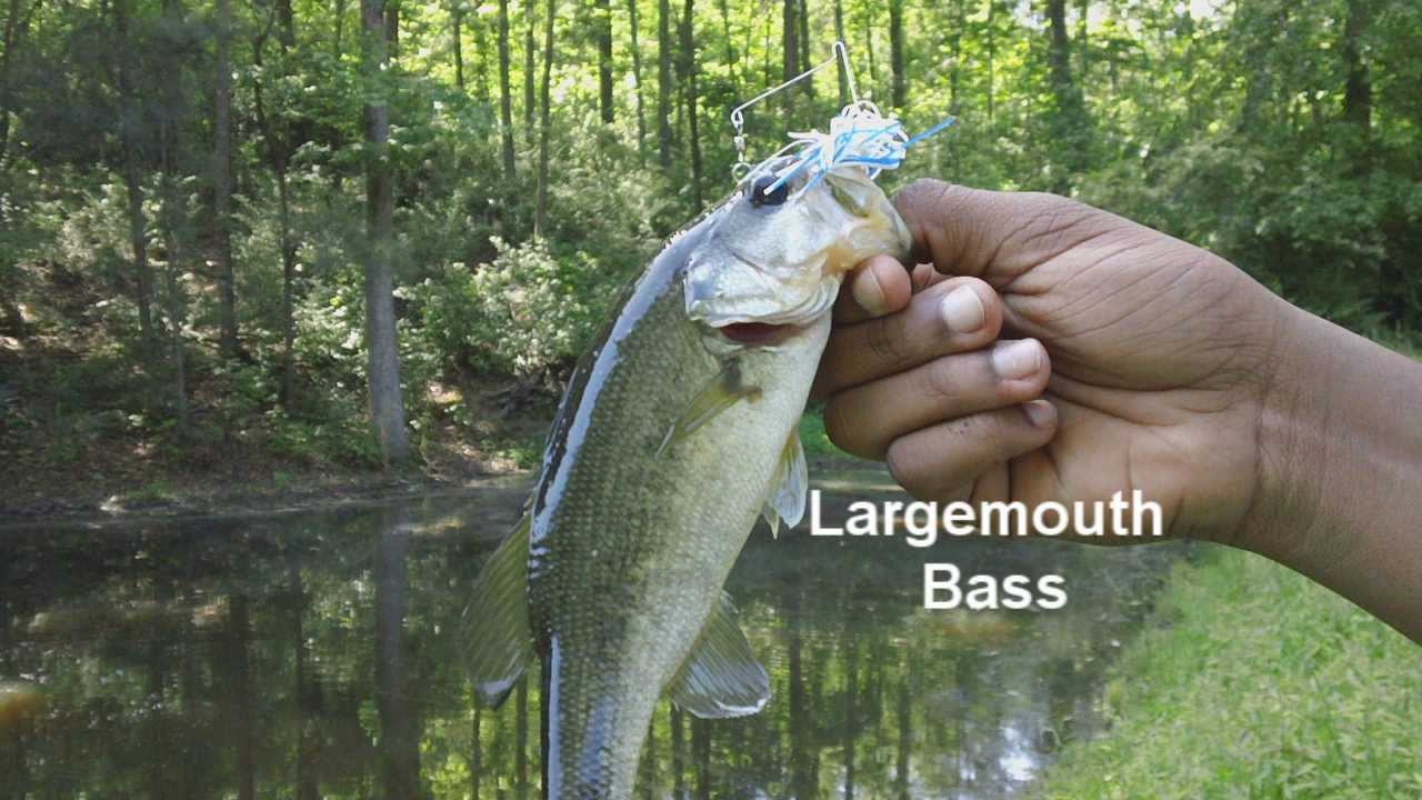 2012 Fishing Trip to West Point Lake - YouTube