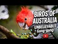 Birds of Australia | Manoj Regmi |
