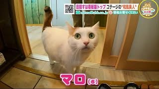 目指すは看板猫「ニャンバーワン！」コテージの