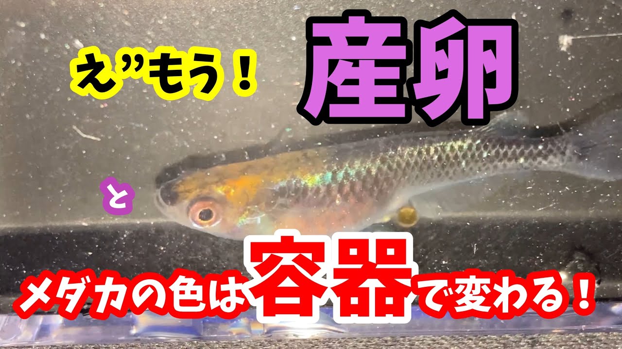 ガラス フラスコ ティアドロップ型？ メダカの展示会にて飾り付けレイアウトに maxresdefault.jpg